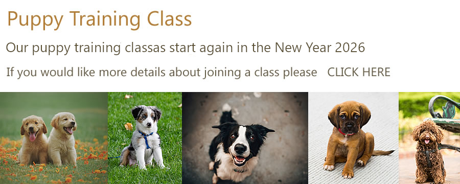 hddtc dog training club Surrey Hampshire Grayshott