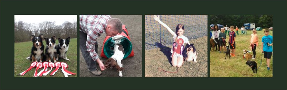 Dog puppy training Hasemere Grashott Surrey Hampshire