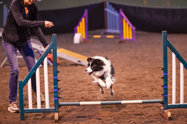 Dog agility training