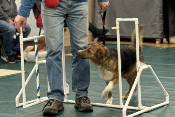 Good citizens kennel club training