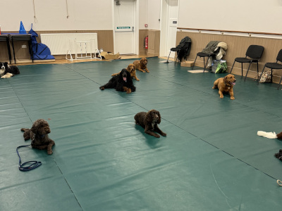 Dog training facilities Grayshott