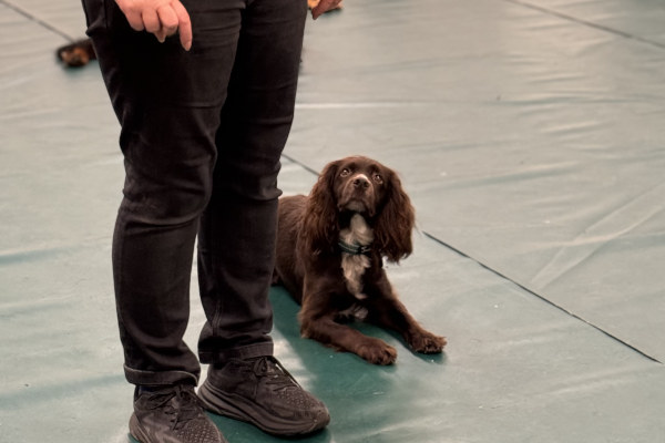 Puppy training class